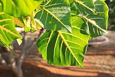 《地球防卫军4.1》Switch版12月22日发售